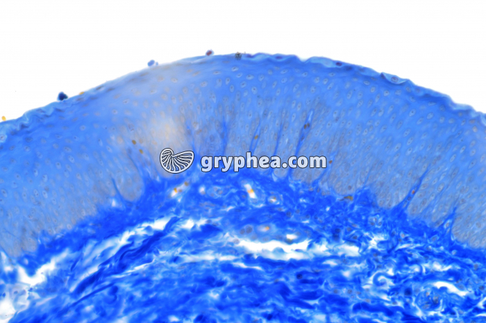 Epiglotte x100 - gryphea.com